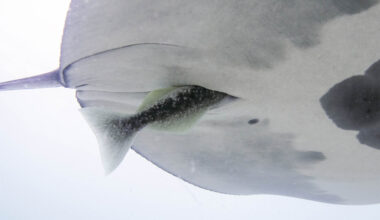 A Fish That Hitches Rides Where the Sun Doesn’t Shine
