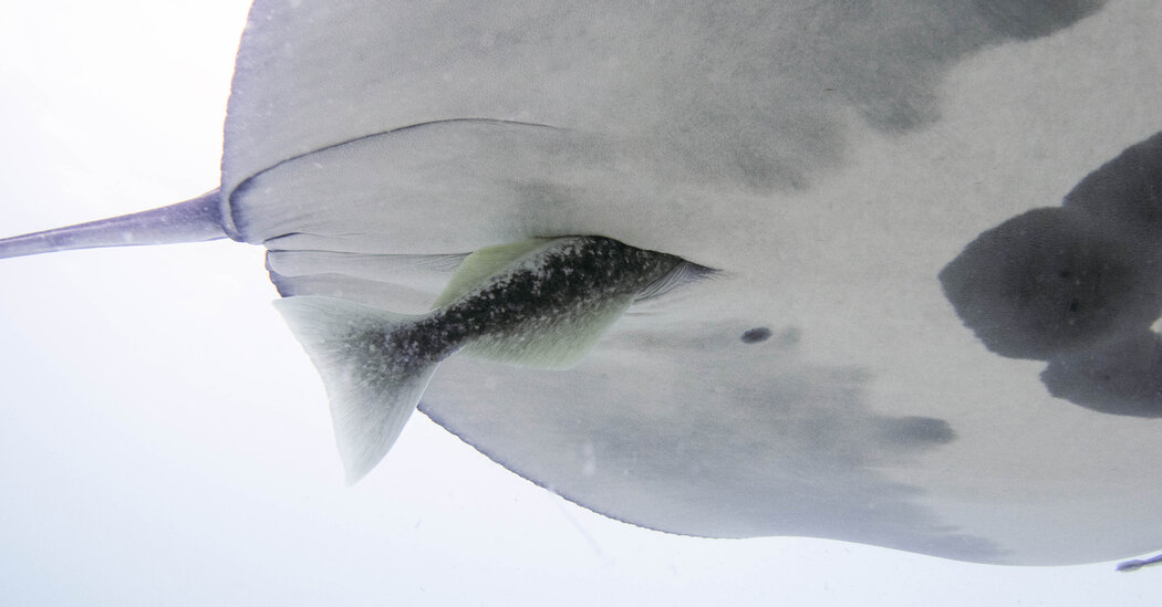 A Fish That Hitches Rides Where the Sun Doesn’t Shine