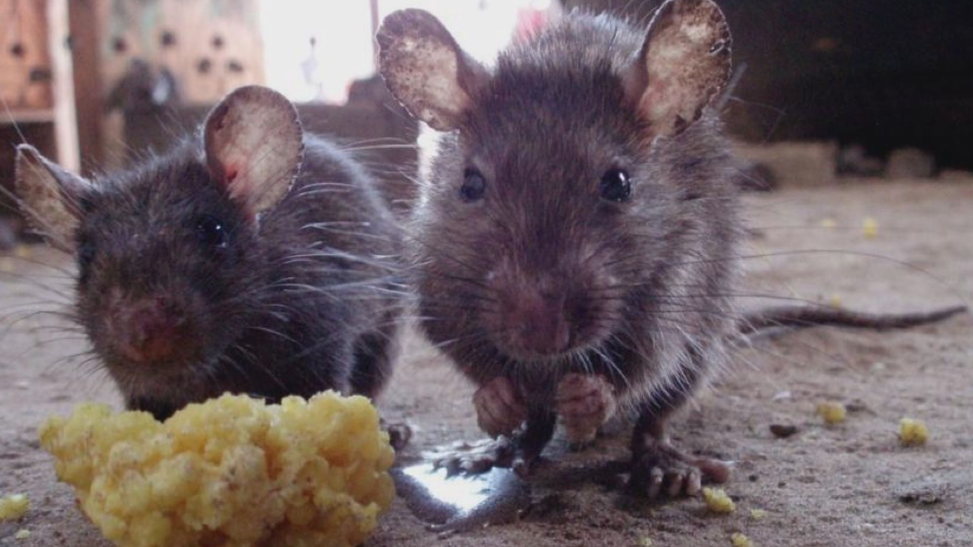 Click to play video: 'How Toronto is Dealing With the Rat Crisis'