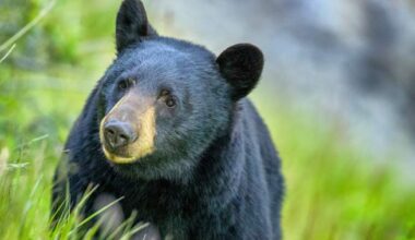 Bear attack leaves man dead in northern Saskatchewan