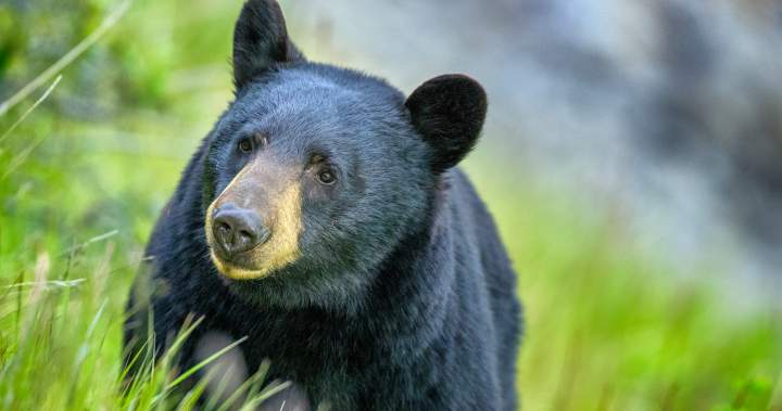 Bear attack leaves man dead in northern Saskatchewan