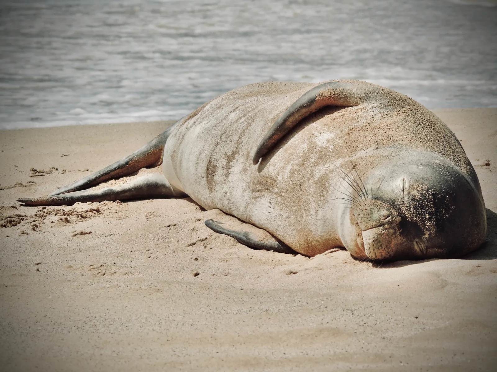 one adult hawaiian monk seal (neomonachus schauinslandi) sleeps on the warm maui sands.