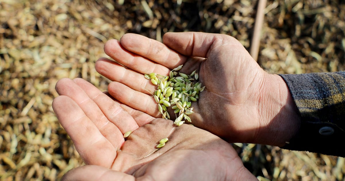 World has 6 months to avert major food crisis, says UN as Hormuz struggle drags on – POLITICO