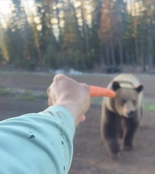 The Conservation Officer Service is looking for two men allegedly hand-feeding a grizzly bear in the Smithers area.