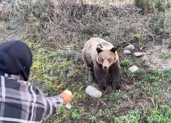 The Conservation Officer Service is looking for two men allegedly hand-feeding a grizzly bear in the Smithers area.