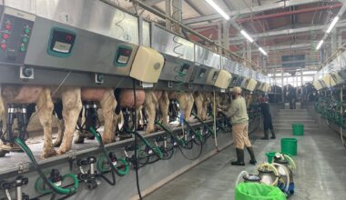 Milking it: New figures show Israelis consuming more dairy products and alternatives