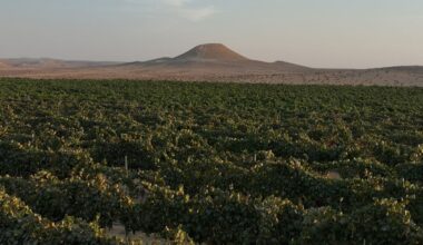 Israel’s Negev Joins the World’s Top Wine Regions