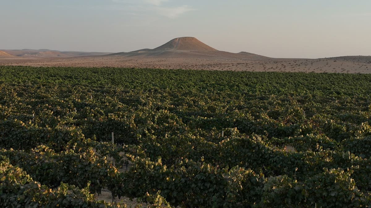 Israel’s Negev Joins the World’s Top Wine Regions