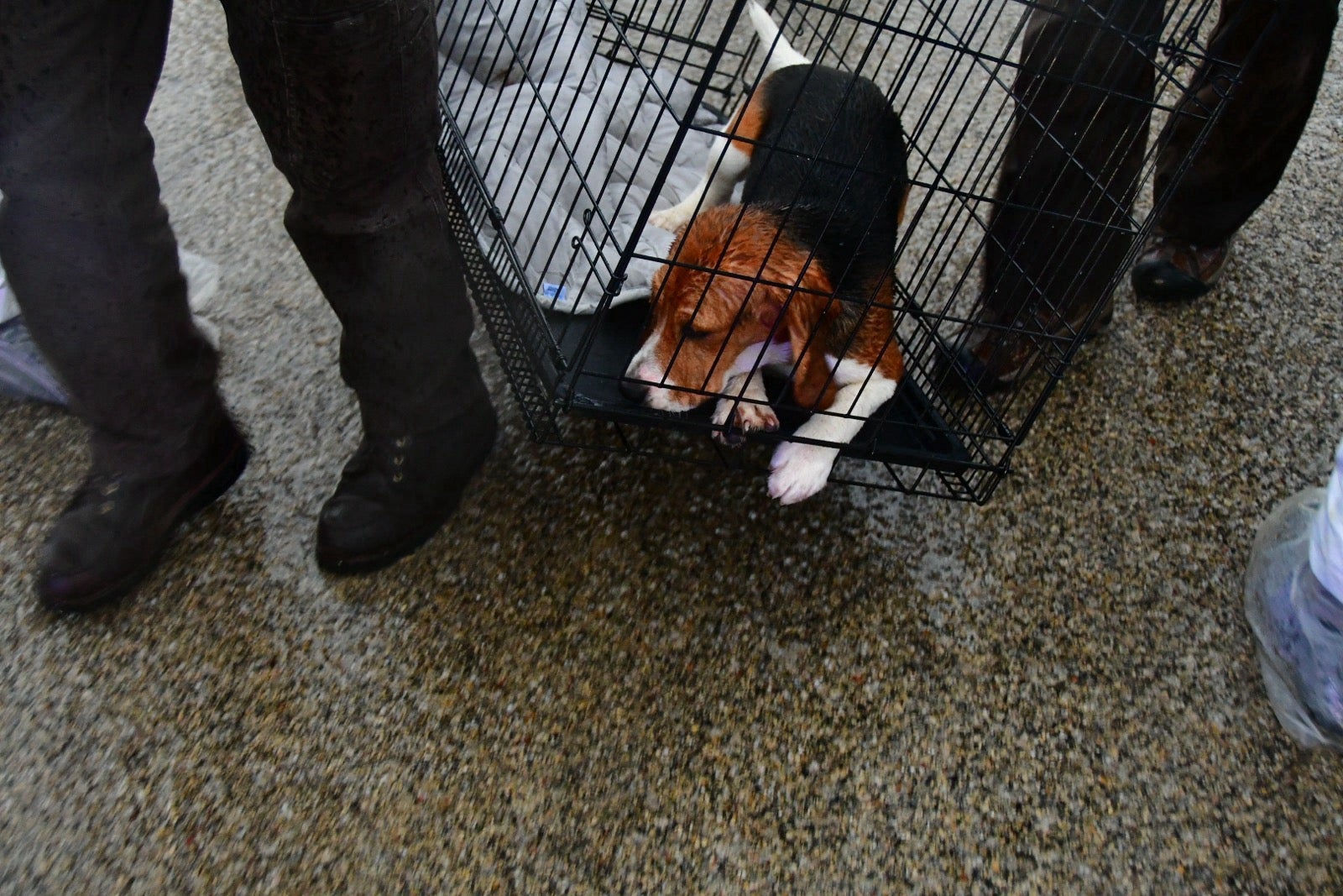 A beagle lies inside a metal crate being carried by two people walking on a wet, gravel-covered surface.