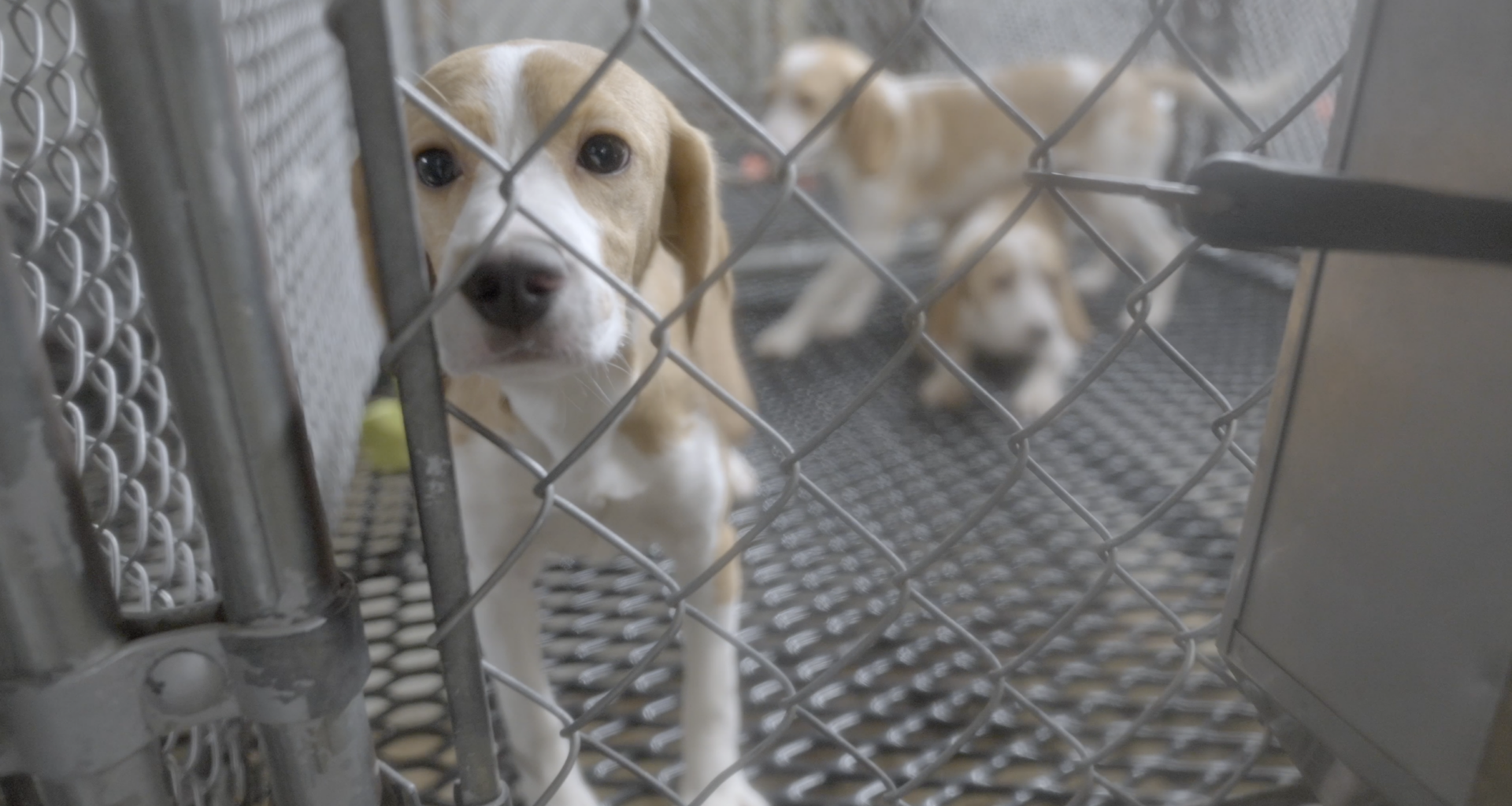 Three beagle puppies stand in a metal kennel behind a chain-link fence, with one puppy close to the camera and two others blurred in the background.