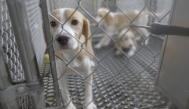 Three beagle puppies stand in a metal kennel behind a chain-link fence, with one puppy close to the camera and two others blurred in the background.