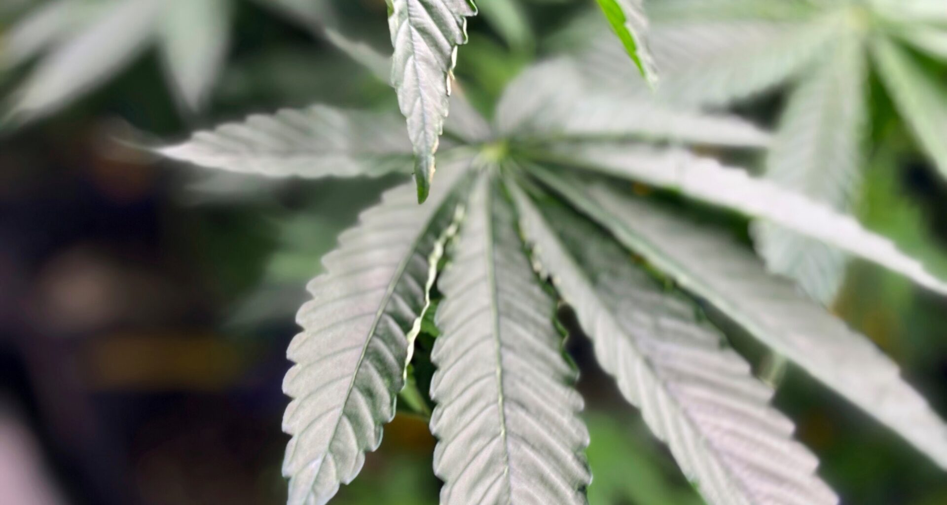 Virginia Gov. Spanberger vetoes proposal for legalized marijuana marketplace