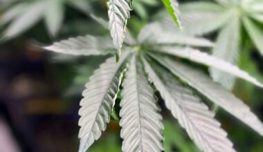Virginia Gov. Spanberger vetoes proposal for legalized marijuana marketplace