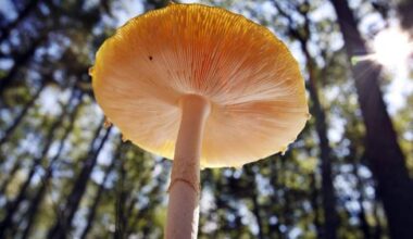 U.S. slaps duties on fresh Canadian mushrooms over subsidy claims - National