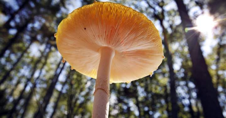 U.S. slaps duties on fresh Canadian mushrooms over subsidy claims - National