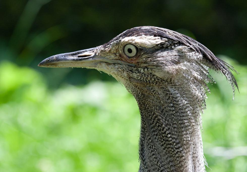 The feather head of a Kori Bustard is seen looking to the left.