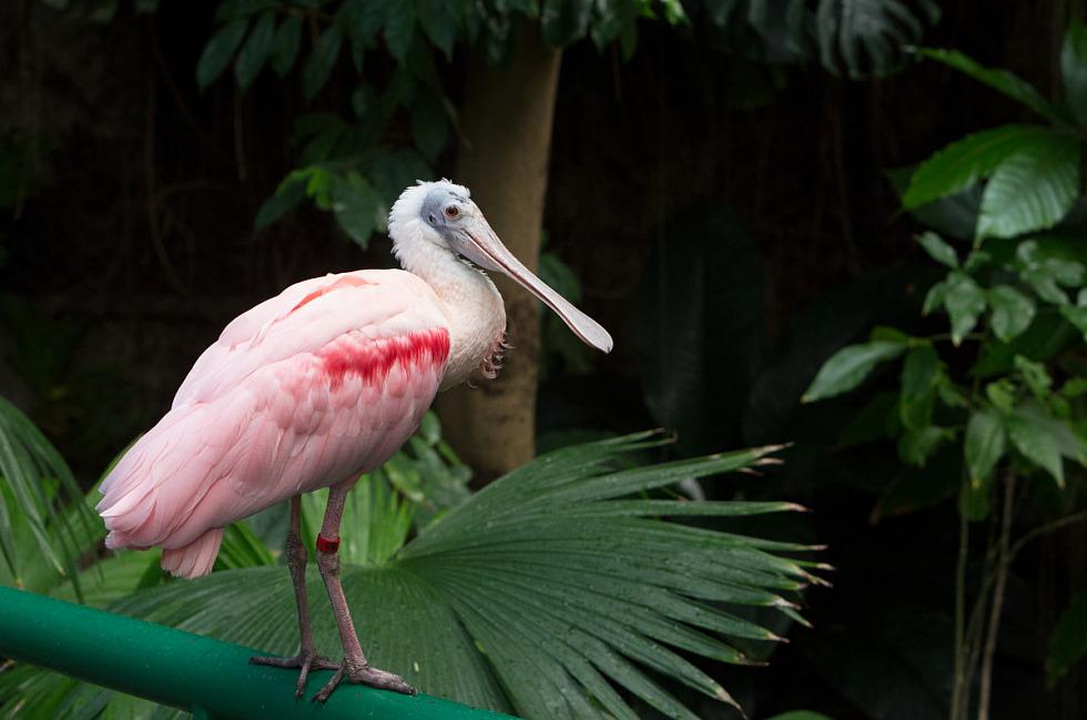 A roseate spoonbill stands in the foreground in an area with tropical foliage.