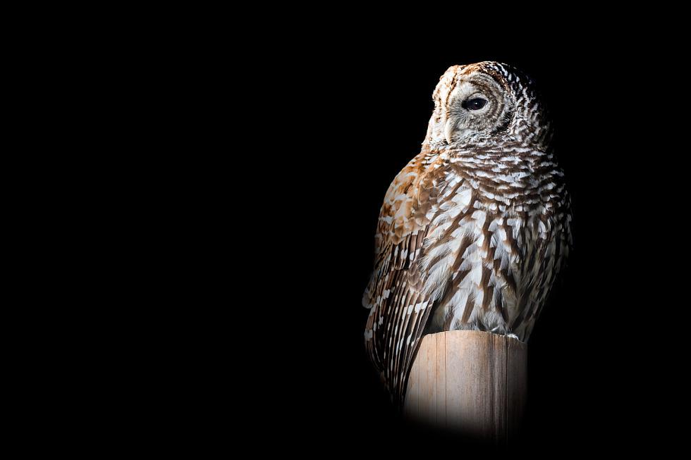 A single barred owl stands on a small platform against a black background, looking to the side.