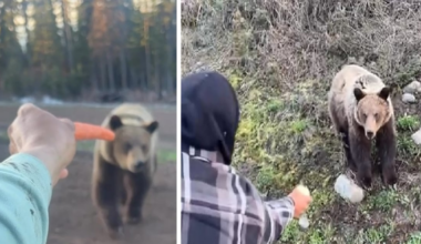 Videos of men hand-feeding grizzly bear in B.C. prompt investigation - CTV News