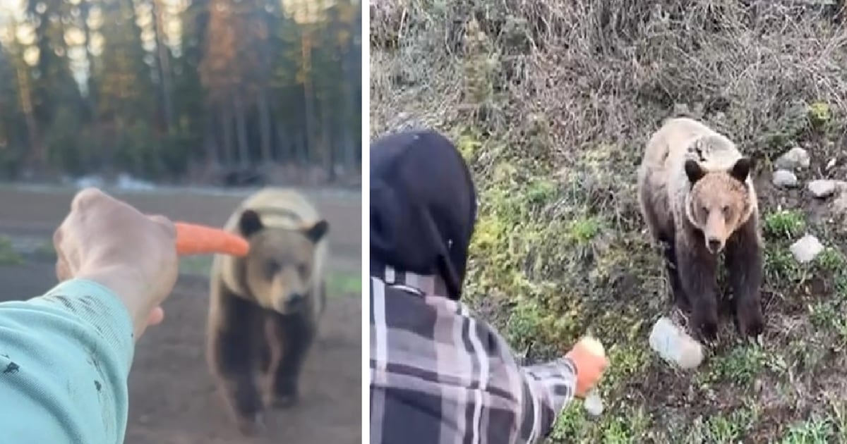 Videos of men hand-feeding grizzly bear in B.C. prompt investigation - CTV News