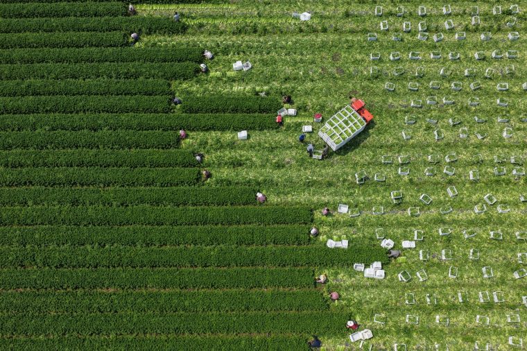 FUZHOU, CHINA - MARCH 29: Farmers harvest celery in the fields as the area enters the harvest season on March 29, 2026 in Fuqing, Fujian Province of China. (Photo by Xie Guiming/VCG via Getty Images)