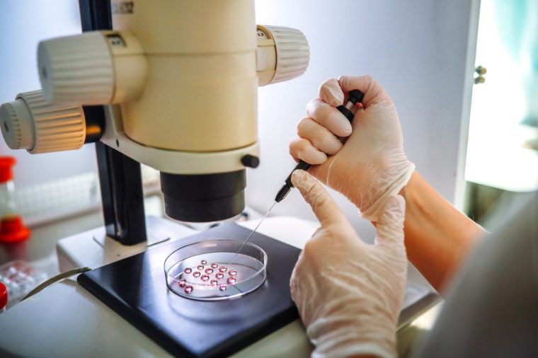 Embryologist performing embryo cleaning under microscope in Petri plate after IVF next day in real laboratory
