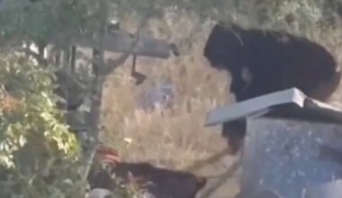 Settler filmed brutally clubbing dog in Palestinian village
