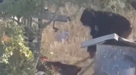 Settler filmed brutally clubbing dog in Palestinian village