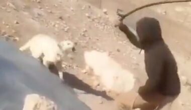 An Israeli settler filmed striking a dog with a stick in the Palestinian village of Khirbet a-Rakiz in the south Hebron Hills of the West Bank on May 26, 2026. (Screen capture/X)