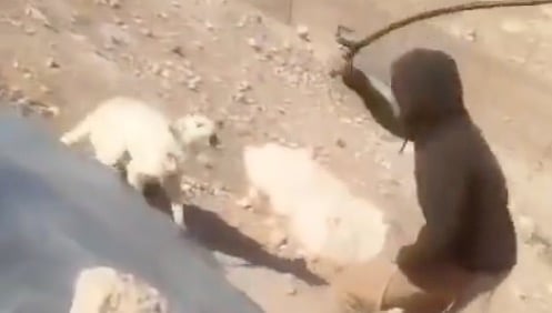 An Israeli settler filmed striking a dog with a stick in the Palestinian village of Khirbet a-Rakiz in the south Hebron Hills of the West Bank on May 26, 2026. (Screen capture/X)