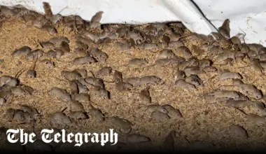 Mouse plague terrorises Australian farms