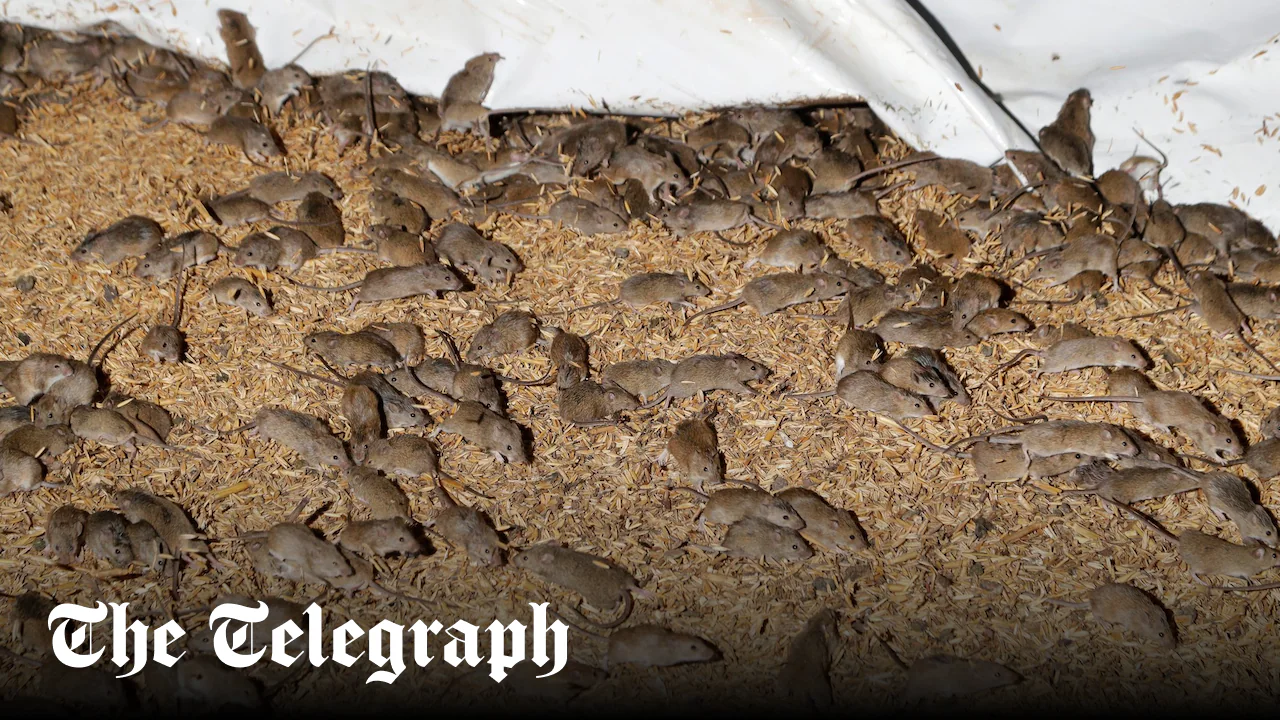 Mouse plague terrorises Australian farms