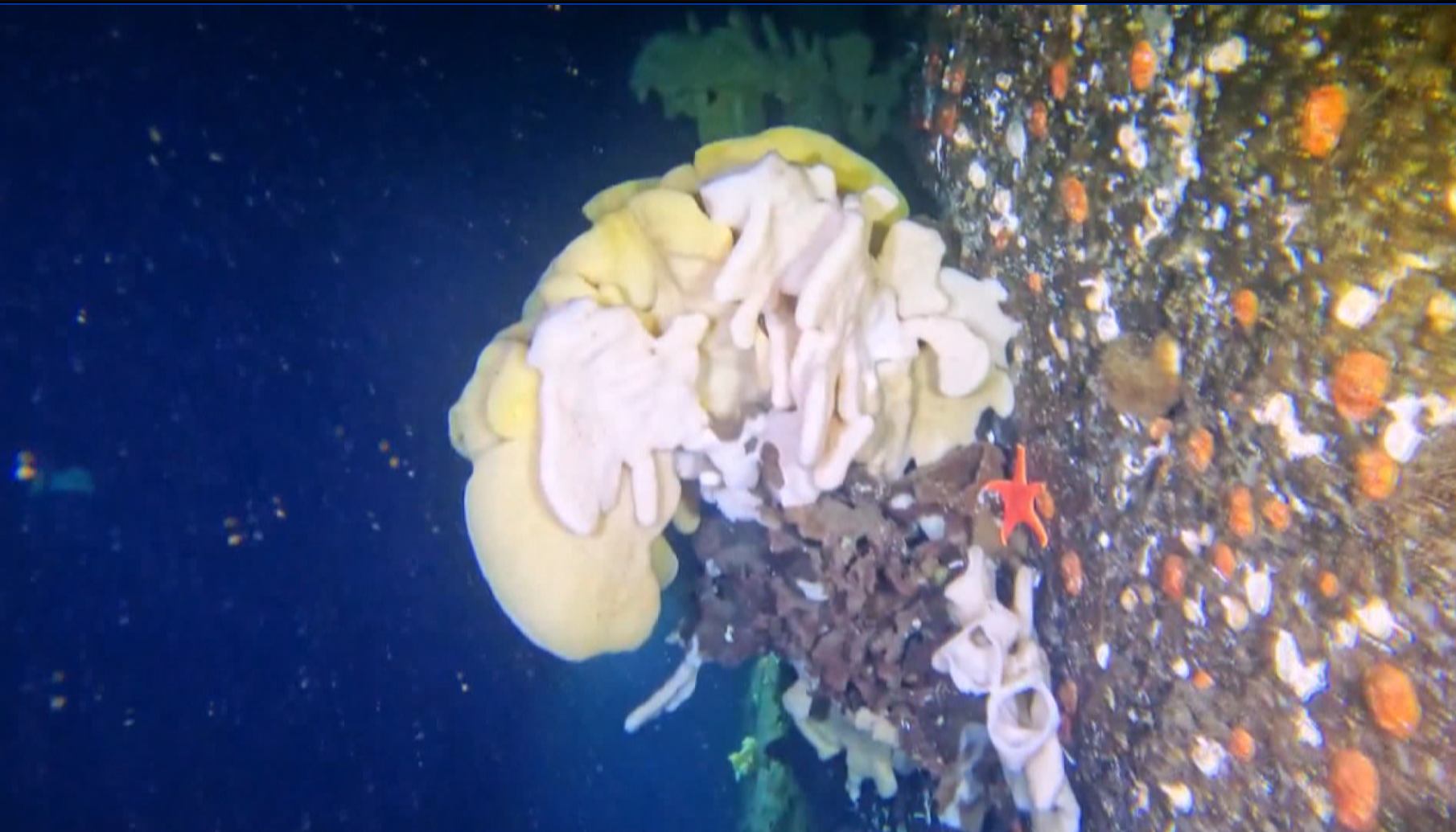 Click to play video: 'B.C. diver makes astonishing discovery of ancient glass sponges'