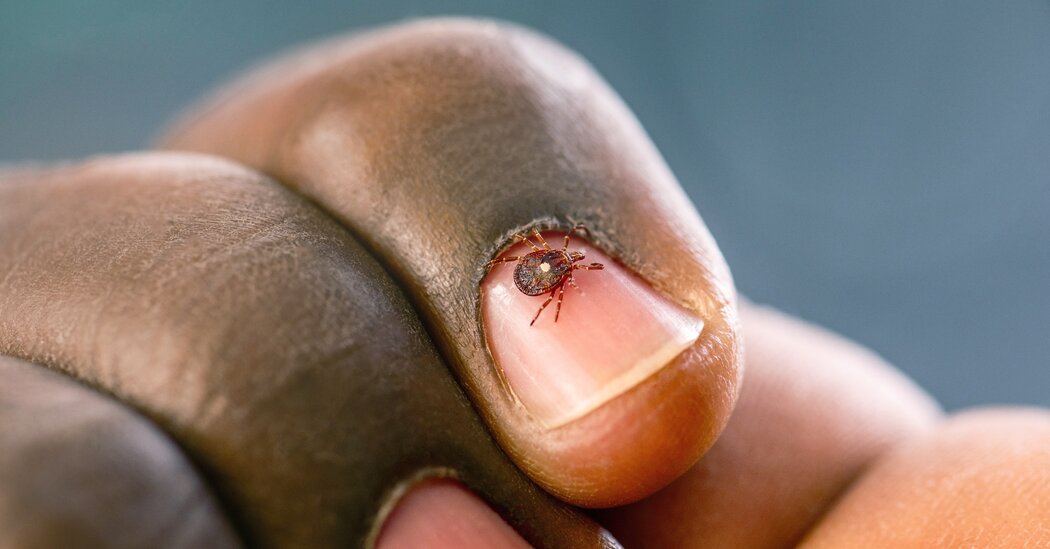 Tick Season: What to Know About Bites and Symptoms