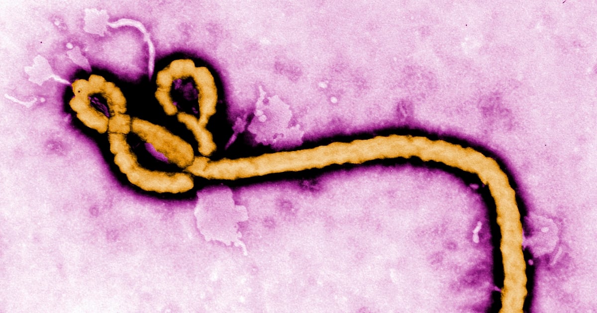 WHO declares global health emergency over Ebola outbreak in Congo and Uganda - CTV News