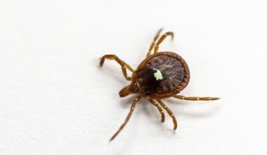 A ‘wave’ of ticks is headed for Ontario. Here’s what 1 scientist says you can do to protect yourself and your pets this summer. - CTV News