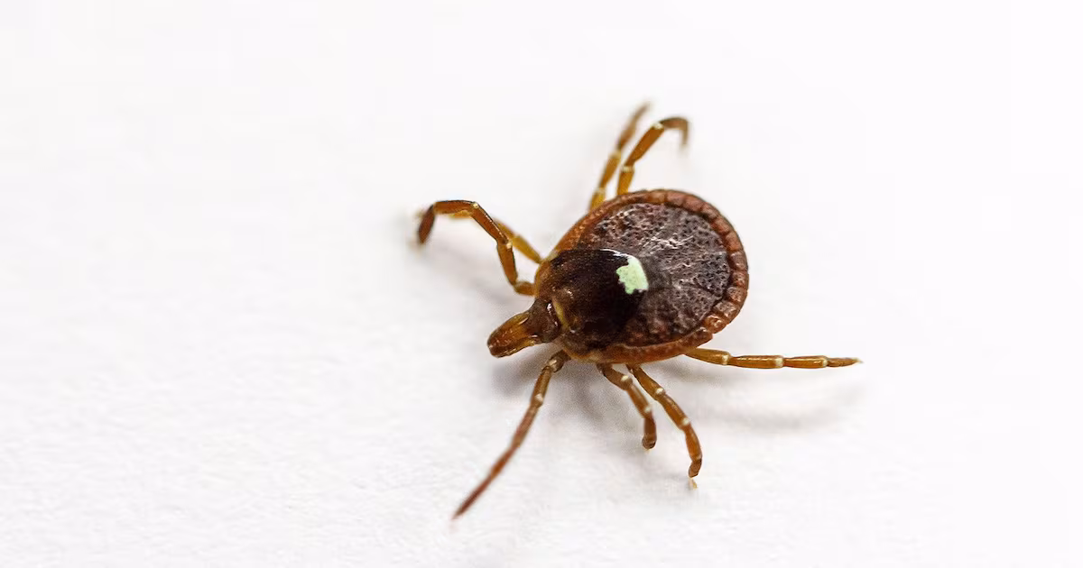 A ‘wave’ of ticks is headed for Ontario. Here’s what 1 scientist says you can do to protect yourself and your pets this summer. - CTV News