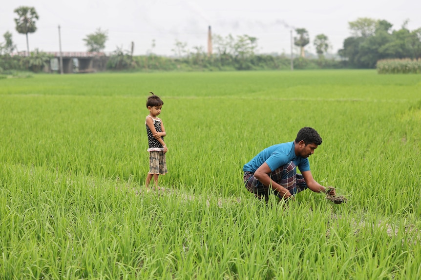A man in a blue shirt squats down and pulls a weed from a sprawling green field, as a child stands behind and watches.