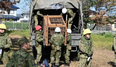 Bear kills woman in Japan, 2 more deadly attacks suspected