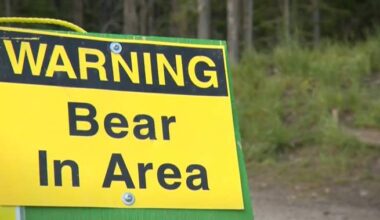 Bear warnings issued for Kananaskis Country after 2 people bluff charged