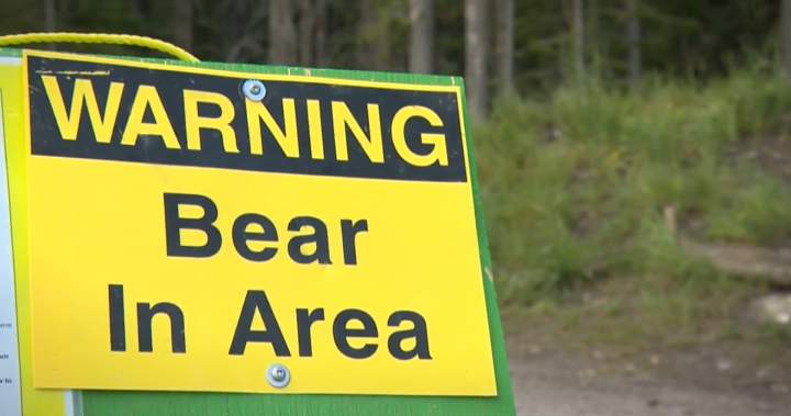 Bear warnings issued for Kananaskis Country after 2 people bluff charged