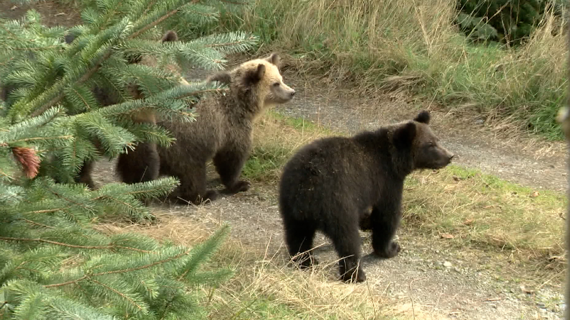 Click to play video: 'B.C. officer says rising bear attacks are difficult to determine a trend'