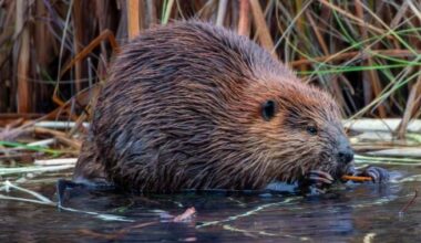 Beaver that bit ‘several people’ in New Jersey tests positive for rabies - National