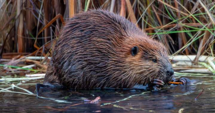 Beaver that bit ‘several people’ in New Jersey tests positive for rabies - National