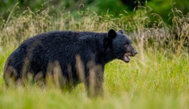 Bear kills worker at uranium mining company's facility in Canada, forcing operations to shut down
