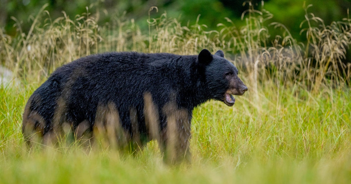Bear kills worker at uranium mining company's facility in Canada, forcing operations to shut down