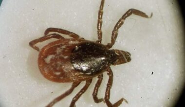 Ticks are coming for you: Experts warn tick-related illnesses rising across Canada