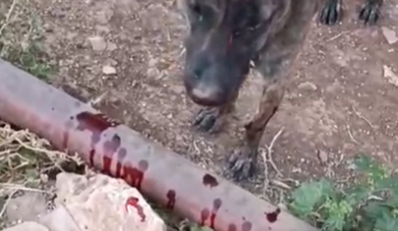 Lucy the dog was beaten by settlers in the West Bank village of Atara.