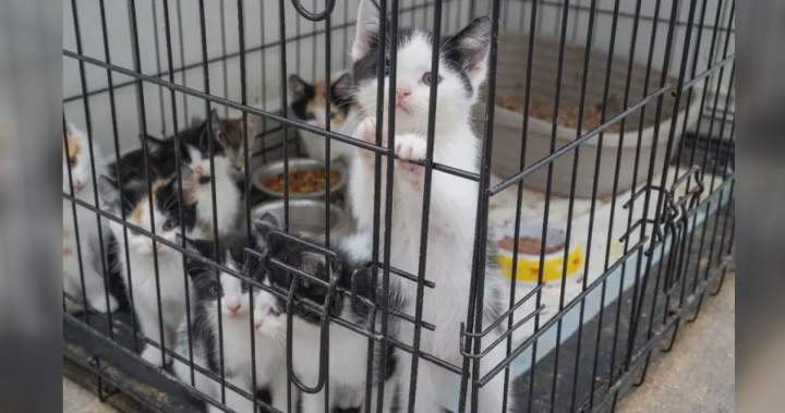 57 kittens rescued, Mississauga man arrested in police animal cruelty probe - Toronto