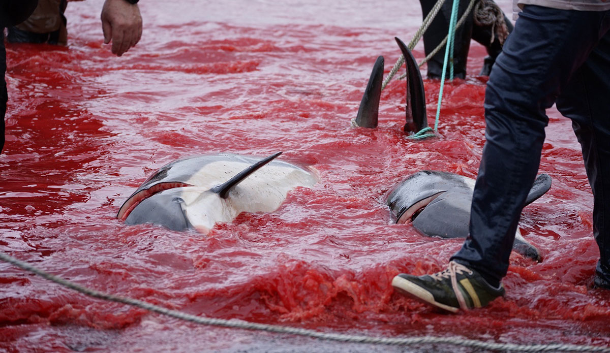 Dolphins dead in Faroe Islands